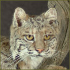 Bobcat #2 Life Size Mount