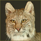 Bobcat #3 Life Size Mount