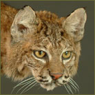 Bobcat #4 Life Size Mount