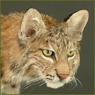 Bobcat #5 Life Size Mount