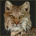 Bobcat #6 Life Size Mount