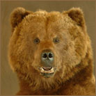 Brown Bear Life Size Mount