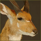 Bushbuck Life Size Mount