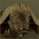 Cape Buffalo Life Size Mount