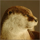 Cape Otter Life Size Mount