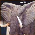 Elephant #1 Life Size Mount