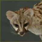 Genet Cat Life Size Mount