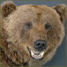 Grizzly Bear Life Size Mount