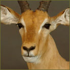 Impala Life Size Mount