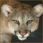 Mountain Lion #1 Life Size Mount