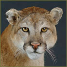 Mountain Lion #2 Life Size Mount