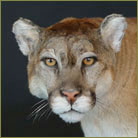 Mountain Lion #3 Life Size Mount