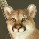 Mountain Lion #4 Life Size Mount