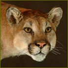 Mountain Lion #5 Life Size Mount