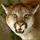 Mountain Lion #6 Life Size Mount