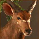 Nyala #1 Life Size Mount