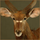 Nyala #2 Life Size Mount