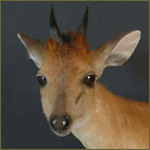 Red Duiker #3 Life Size Mount