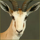 Springbok Life Size Mount