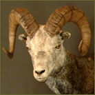 Stone Sheep Life Size Mount