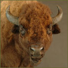 Bison Pedestal Mount