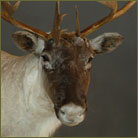 Caribou Pedestal Mount