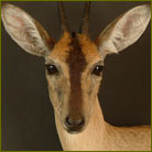 Duiker, Gray Pedestal Mount