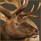 Elk Pedestal Mount