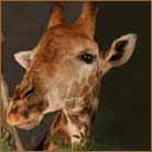 Giraffe Pedestal Mount