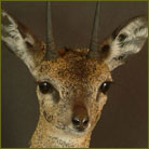 Klipspringer #2 Pedestal Mount