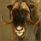 Musk Ox Pedestal Mount