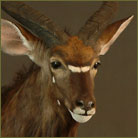 Nyala #1 Pedestal Mount