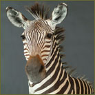 Zebra #3 Pedestal Mount