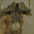 Black Wildebeest #1 Shoulder Mount