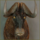 Black Wildebeest #4 Shoulder Mount