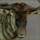 Blue Wildebeest #3 Shoulder Mount