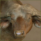 Cape Buffalo #1 Shoulder Mount