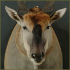 Eland Shoulder Mount