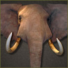 Elephant Shoulder Mount