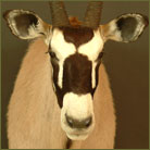 Gemsbok #1 Shoulder Mount