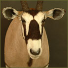 Gemsbok #3 Shoulder Mount