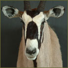 Gemsbok #4 Shoulder Mount