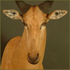 Lichtenstein Hartebeest #1 Shoulder Mount