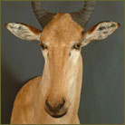 Lichtenstein Hartebeest #2 Shoulder Mount