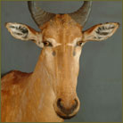 Lichtenstein Hartebeest #3 Shoulder Mount