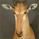 Lichtenstein Hartebeest #4 Shoulder Mount