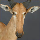 Lichtenstein Hartebeest #5 Shoulder Mount