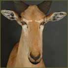 Lichtenstein Hartebeest #6 Shoulder Mount