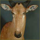 Lichtenstein Hartebeest #8 Shoulder Mount