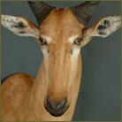 Lichtenstein Hartebeest #9 Shoulder Mount